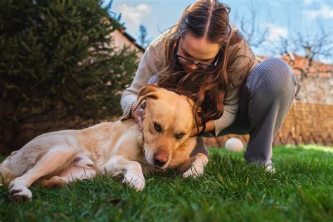 動物死了如何處理|寵物過世怎麼處理？4件事千萬要避免，才能讓毛小孩。